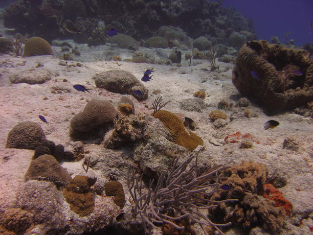 Blue chromis