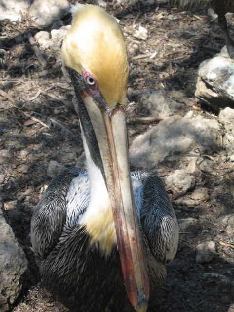 pelican portrait