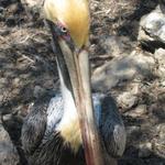 pelican portrait