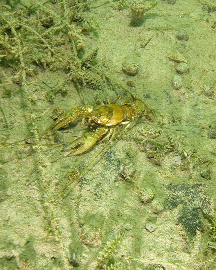 Crayfish